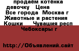 продаём котёнка девочку › Цена ­ 6 500 - Все города, Москва г. Животные и растения » Кошки   . Чувашия респ.,Чебоксары г.